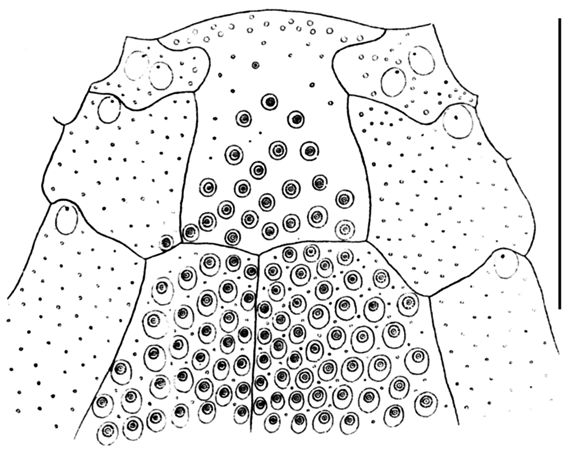 Pericosmus cordatus (labral plate + ambulacral plates)