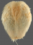 Lovenia hawaiiensis (aboral)