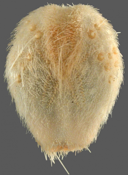 Lovenia hawaiiensis (aboral)