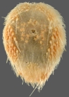 Lovenia hawaiiensis (oral)