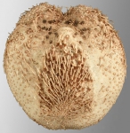 Brisaster owstoni (oral)