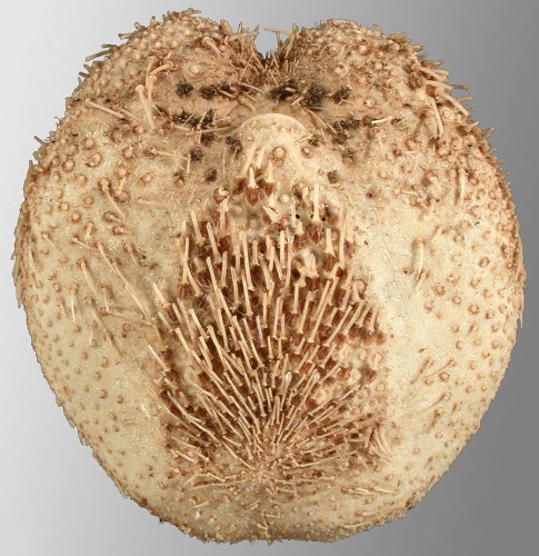 Brisaster owstoni (oral)