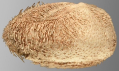 Brisaster owstoni (lateral)