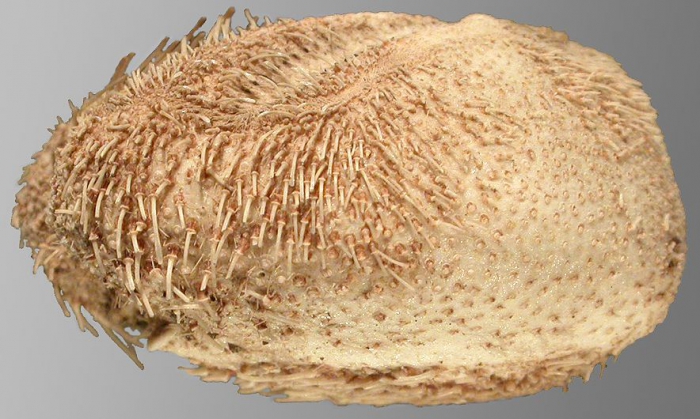 Brisaster owstoni (lateral)