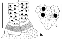 Pericosmus keiensis (posterior petal + apical system)