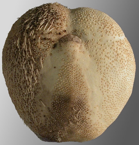 Pericosmus keiensis (oral)