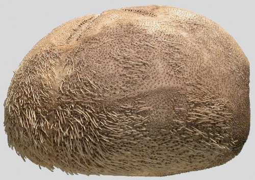 Pericosmus keiensis (lateral)