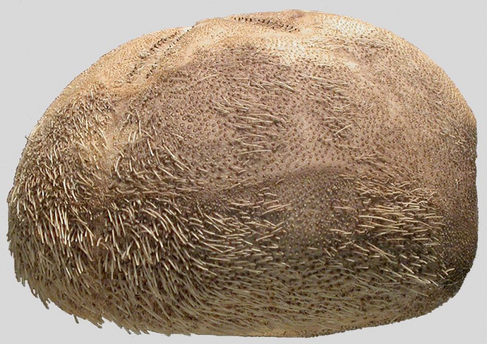 Pericosmus keiensis (lateral)