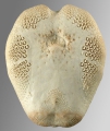 Echinodermata (echinoderms)