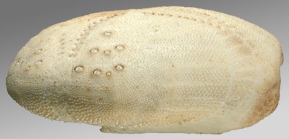 Lovenia doederleini (test, lateral)