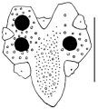 Echinodermata (echinoderms)