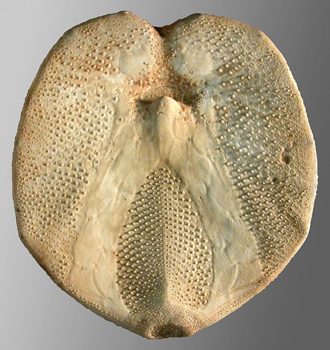 Linopneustes brachypetalus (oral)
