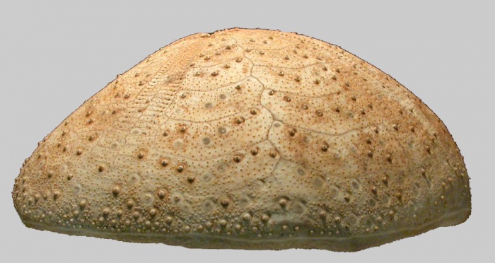 Linopneustes brachypetalus (lateral)