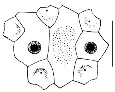 Sarsiaster griegii (apical system)