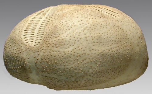 Brissopsis evanescens (lateral)