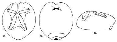 Meoma frangibilis (sketch of test)