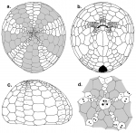 Scrippsechinus fisheri (test, schematic)