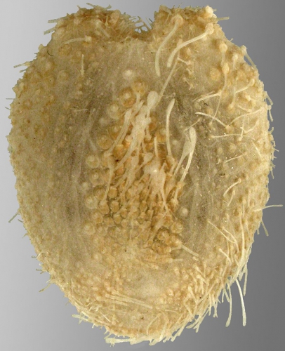 Aceste ovata (oral)