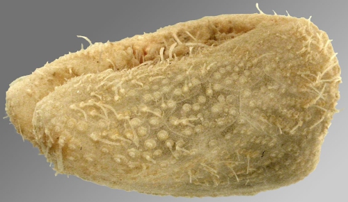 Aceste ovata (lateral)