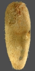 Aeropsis fulva (aboral)