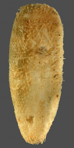 Aeropsis fulva (oral)