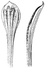 Aeropsis fulva (spines)