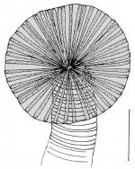 Aeropsis fulva (tube foot)