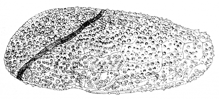 Aeropsis fulva (lateral)