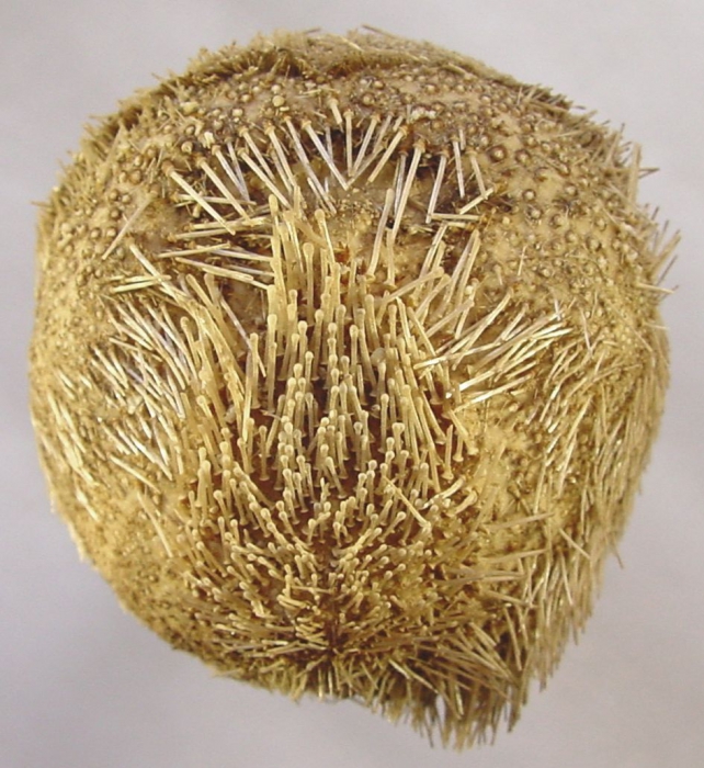 Agassizia scrobiculata (oral) Agassizia scrobiculata (oral)