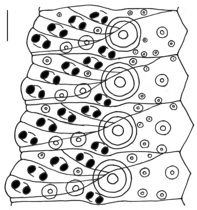 Allocentrotus fragilis (ambulacral plates)