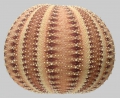 Echinodermata (echinoderms)