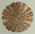 Echinodermata (echinoderms)