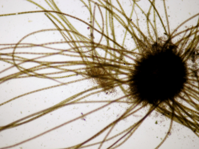Elachista fucicola Elachista fucicola