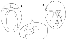 Anabrissus damesi (test)
