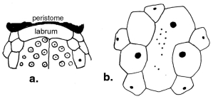 Anabrissus damesi (labrum + apical system)