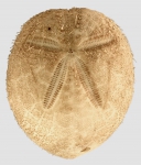 Anametalia sternaloides (aboral)