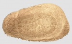 Anametalia sternaloides (lateral)