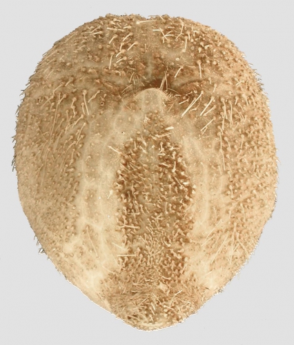 Anametalia sternaloides (oral)