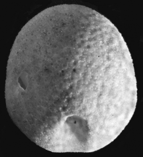 Aphanopora echinobrissoides (aboral)