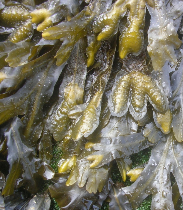 Fucus spiralis