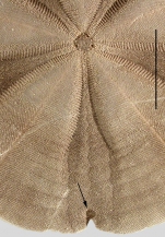 Arachnoides placenta (aboral)
