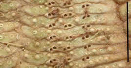 Araeosoma coriaceum (ambulacral plates)