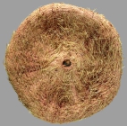 Araeosoma coriaceum (aboral)