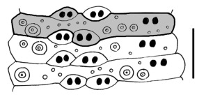 Araeosoma owstoni (ambulacral plates)
