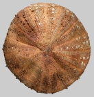 Araeosoma owstoni (aboral)