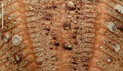 Araeosoma owstoni (aboral, close-up)