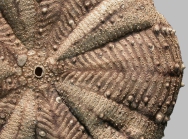Araeosoma tessellatum (aboral, close-up)