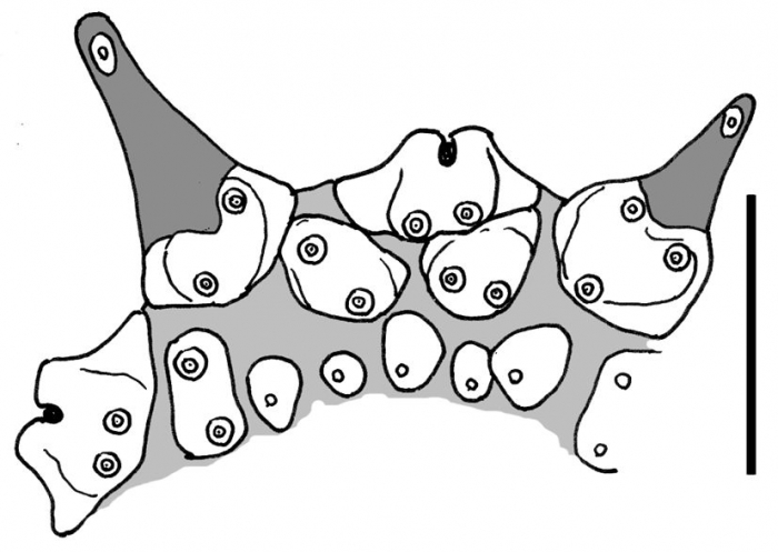 Araeosoma tessellatum (apical system)