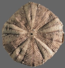 Araeosoma tessellatum (aboral)