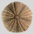 Echinodermata (echinoderms)